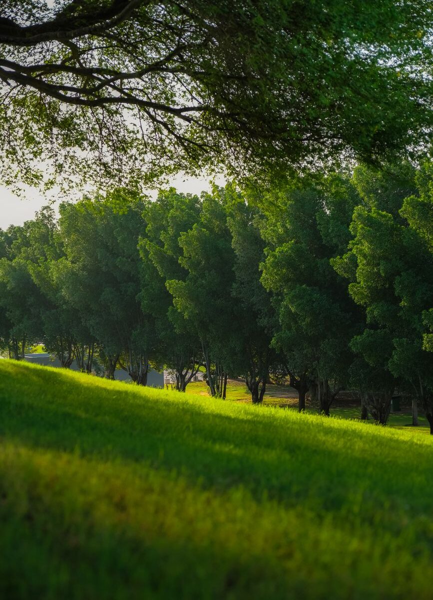 green grass field with trees